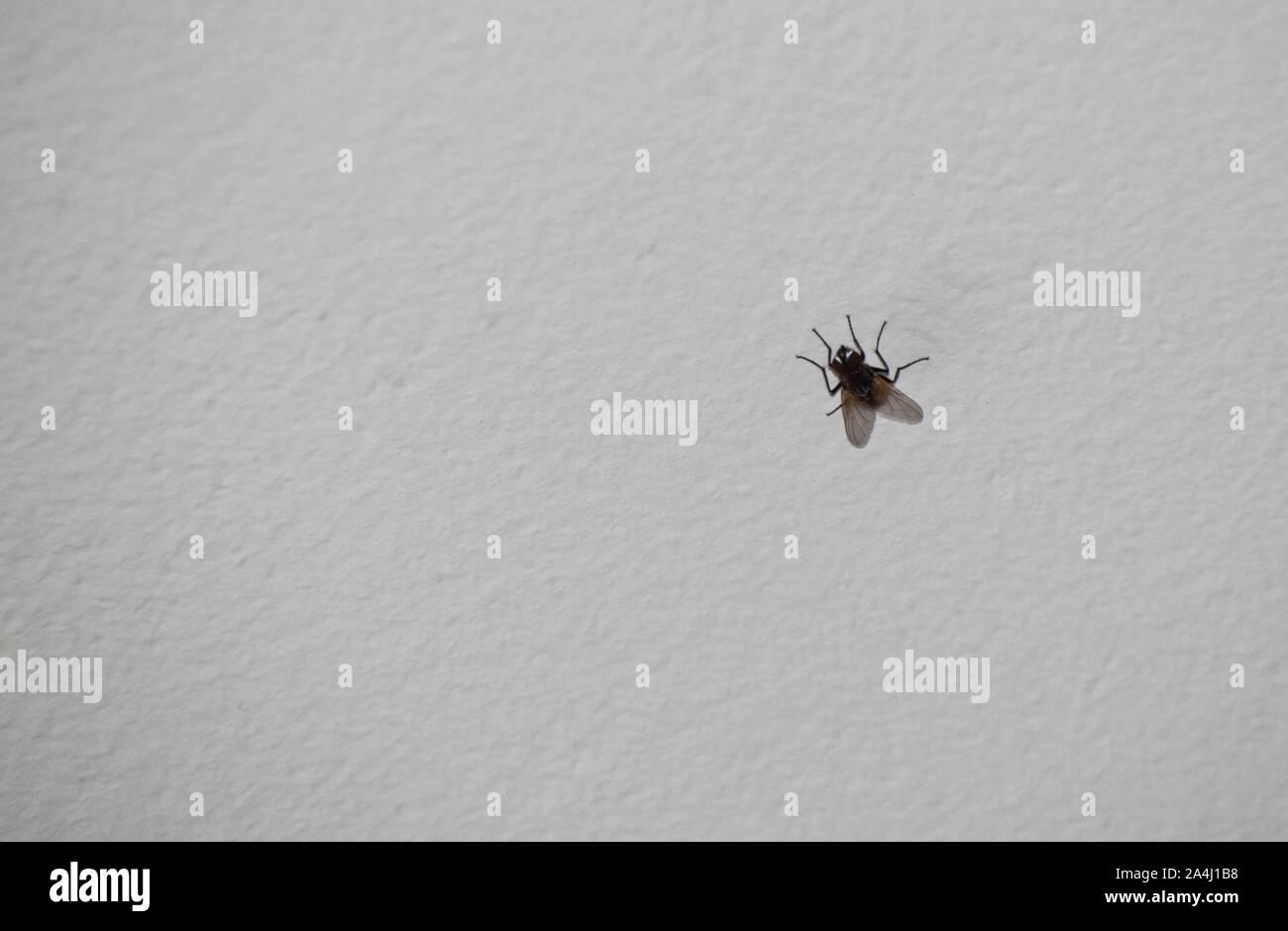 A Fly On The White Ceiling Of Room Stock Photo 329851852 Alamy