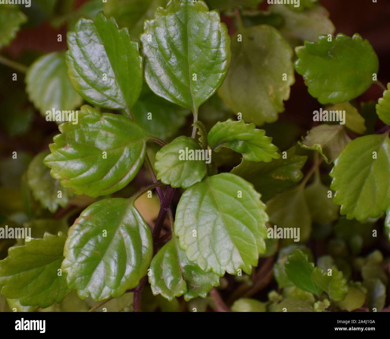 Beautiful green plant, Plectranthus Verticillatus, also called money plant or coin plant. Stock Photo