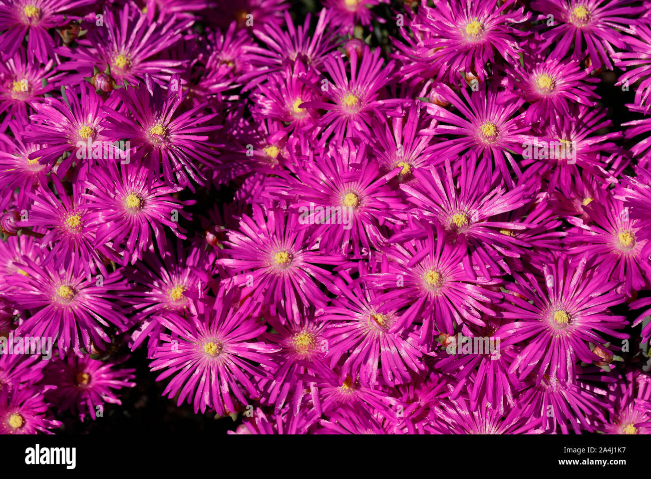 Purple vygies (Mesembryanthemum )in Kirstenbosch Botanical Gardens, Cape Town, South Africa. Stock Photo