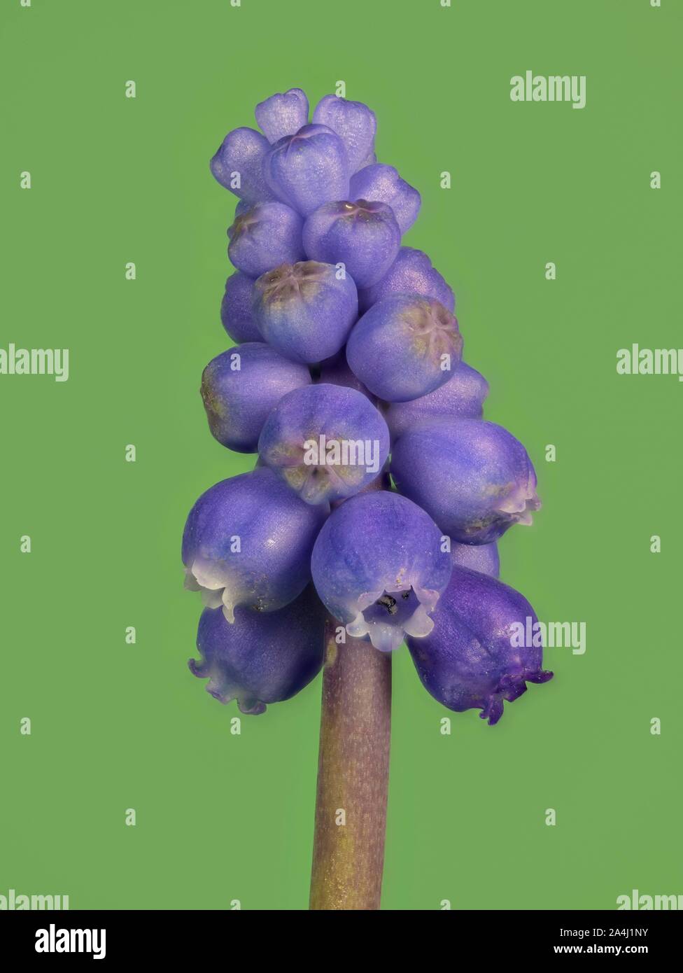 Grape hyacinth (Muscari) against a green background, Austria Stock Photo