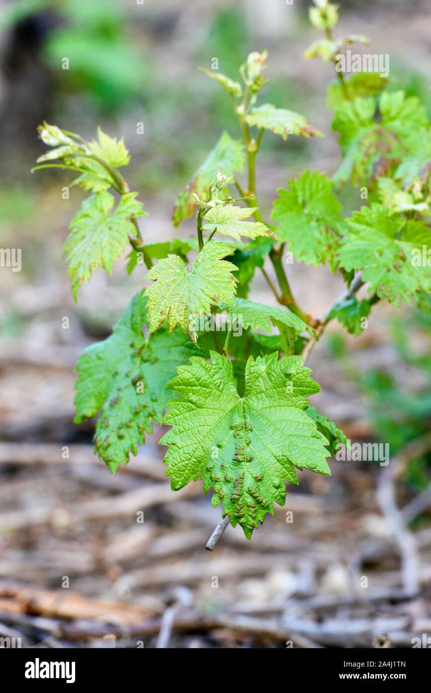 Eriophyes vitis (Colomerus vitis) on infected leaves of a vine, Baden-Wurttemberg, Germany Stock Photo