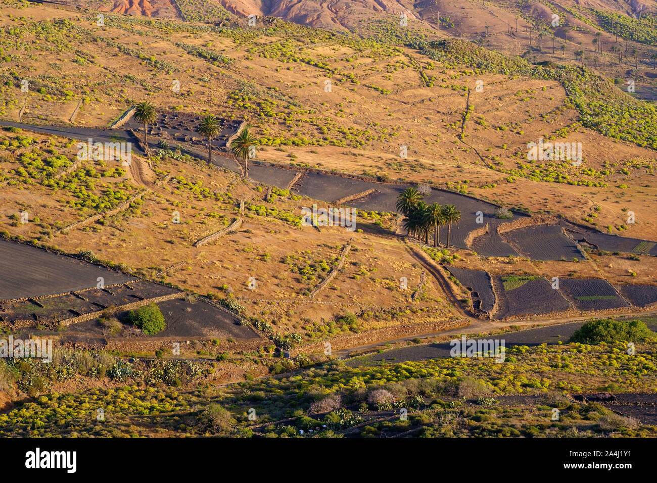 Black fields with lava gravel and palm trees in the morning light, near Haria, Lanzarote, Canary Islands, Spain Stock Photo