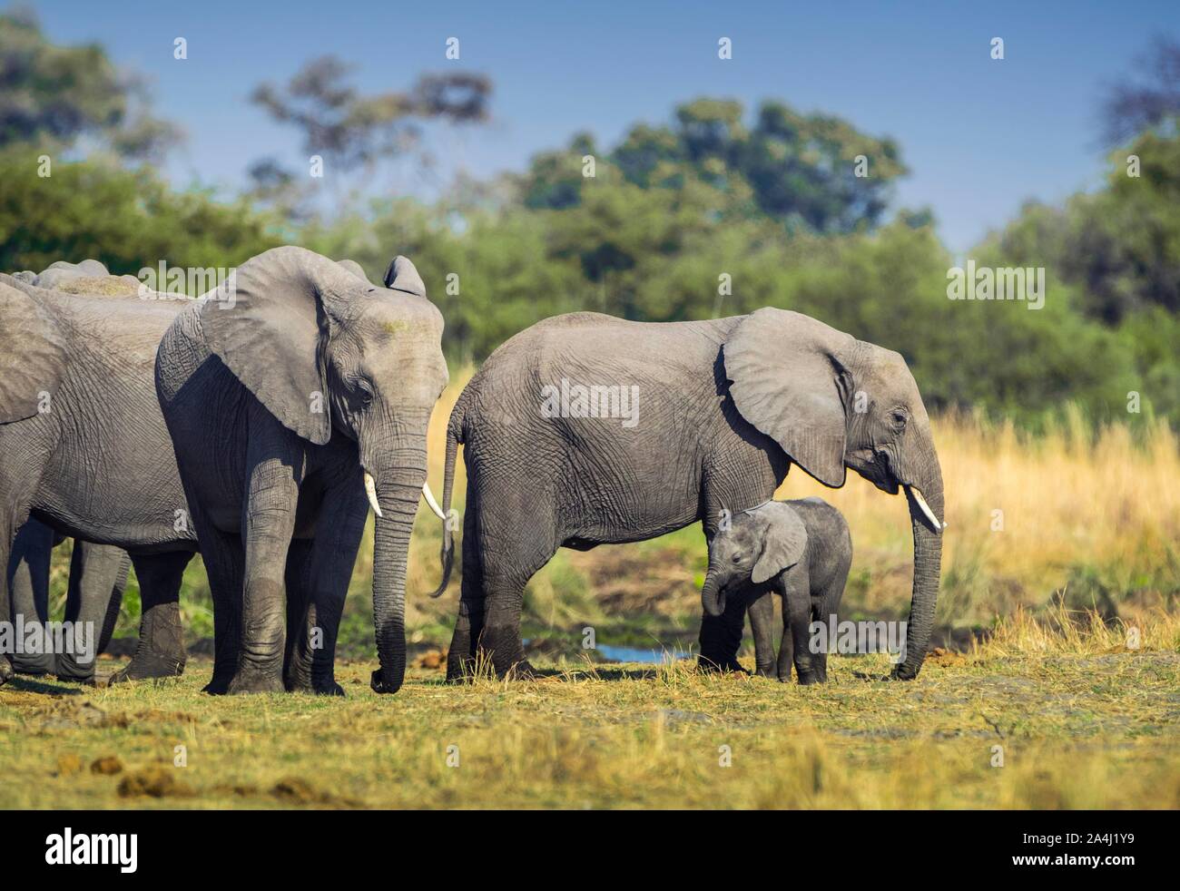 African elephants (Loxodonta africana), Herd with young animal at a waterhole, Moremi Wildlife Reserve, Ngamiland, Botswana Stock Photo