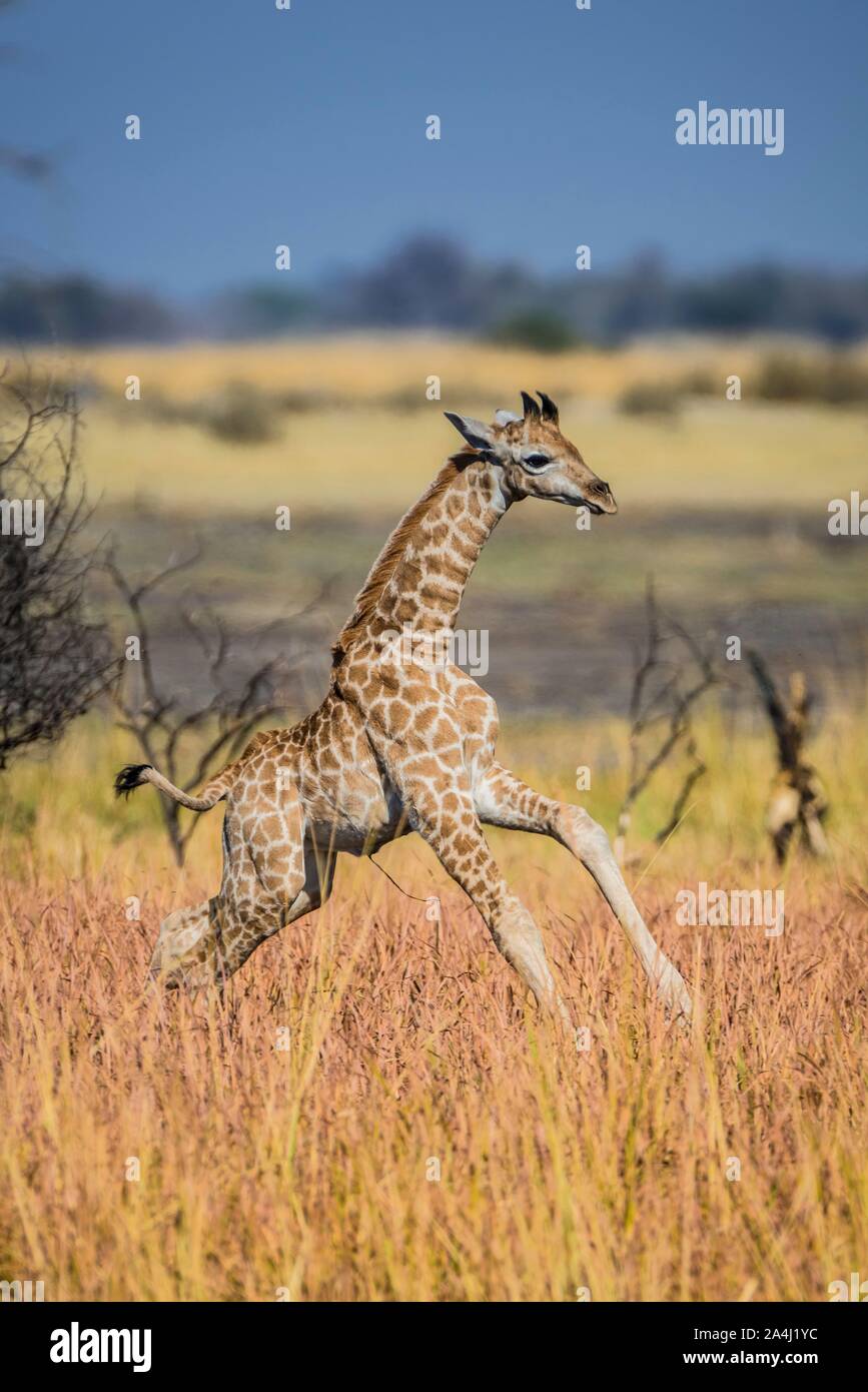 Angolan Giraffe (Giraffa camelopardalis angolensis), young animal galloping through the savannah, Moremi Wildlife Reserve, Ngamiland, Botswana Stock Photo