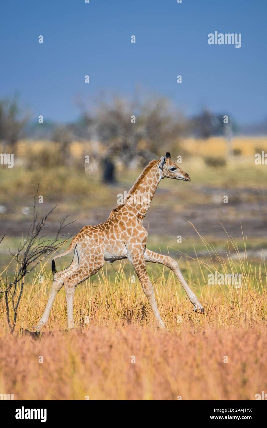 Animal galloping hi-res stock photography and images - Alamy