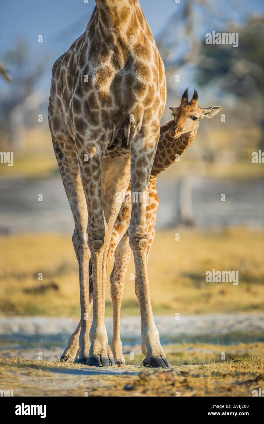 Angolan Giraffes (Giraffa camelopardalis angolensis), young looking out from behind mother's legs, detail view, Moremi Wildlife Reserve, Ngamiland Stock Photo