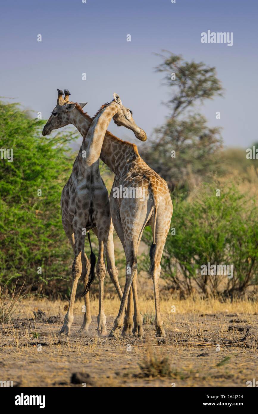 Angolan Giraffes (Giraffa camelopardalis angolensis), two bulls fighting, Moremi Wildlife Reserve, Ngamiland, Botswana Stock Photo