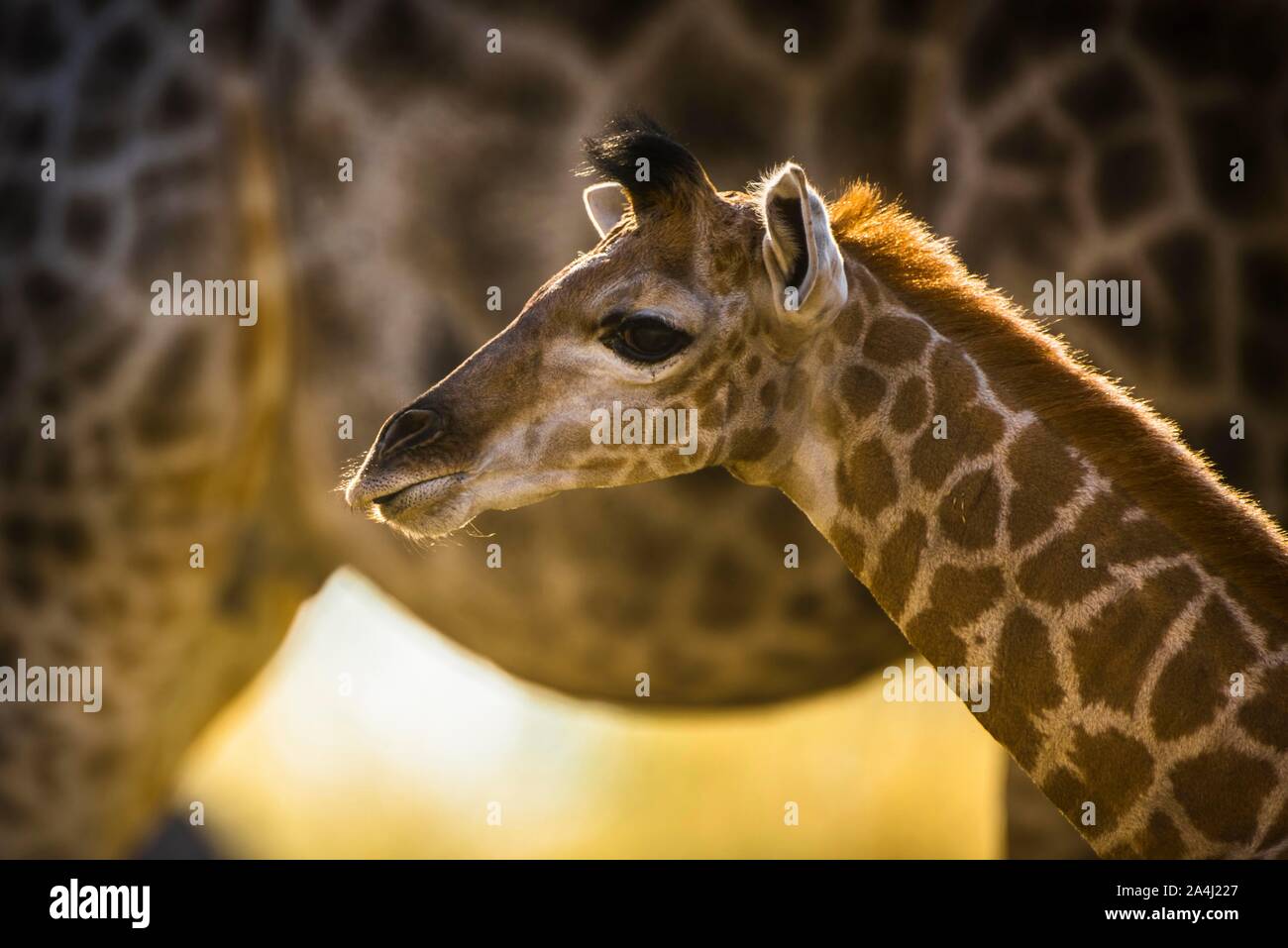 Angolan Giraffe (Giraffa camelopardalis angolensis), young animal, animal portrait, Moremi Wildlife Reserve, Ngamiland, Botswana Stock Photo