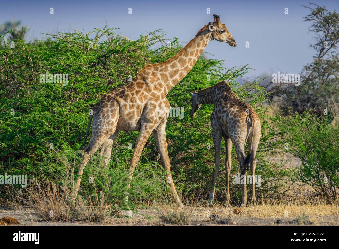 Angolan Giraffes (Giraffa camelopardalis angolensis), eating a shrub, Moremi Wildlife Reserve, Ngamiland, Botswana Stock Photo