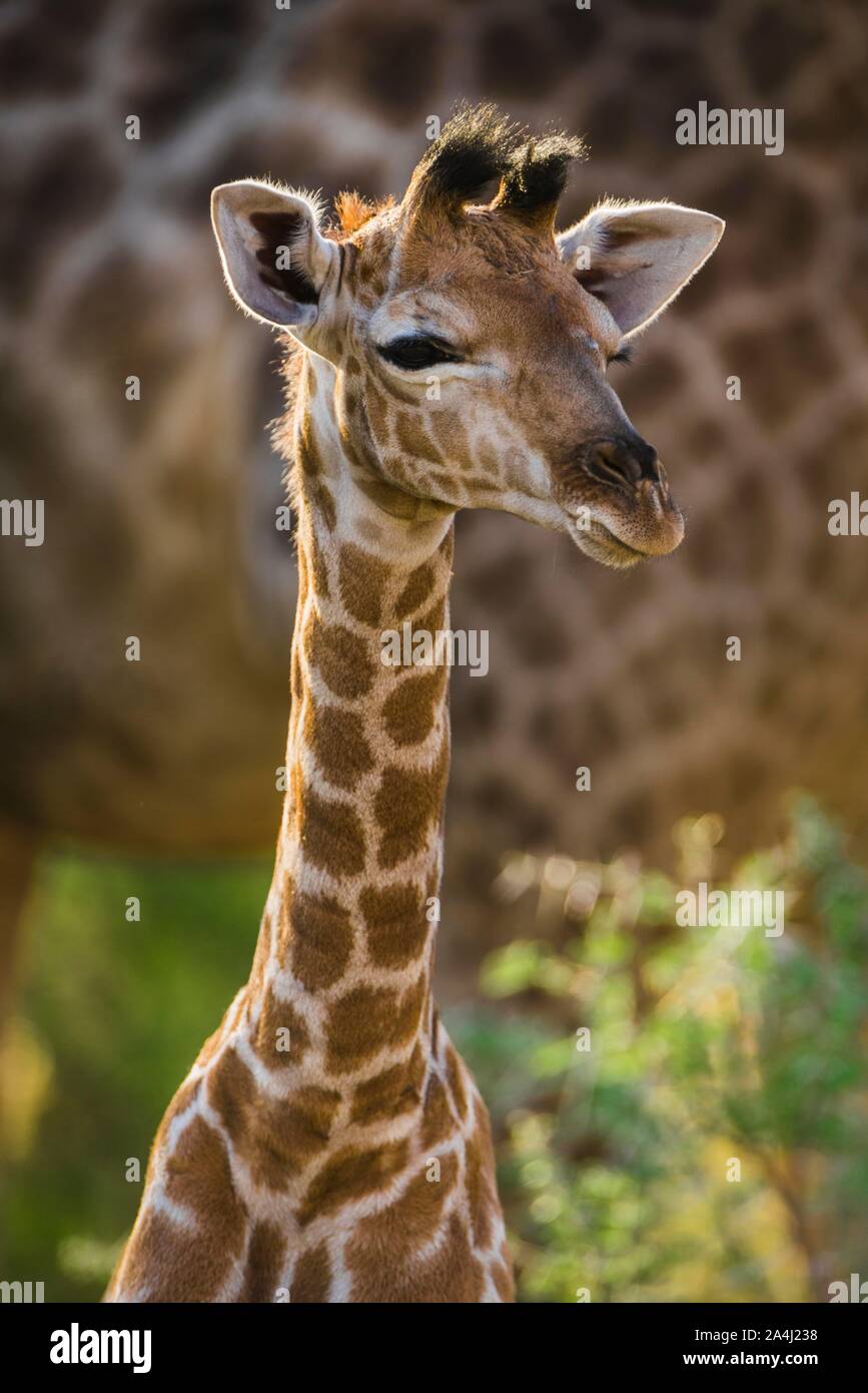 Angolan Giraffe (Giraffa camelopardalis angolensis), young animal, animal portrait, Moremi Wildlife Reserve, Ngamiland, Botswana Stock Photo