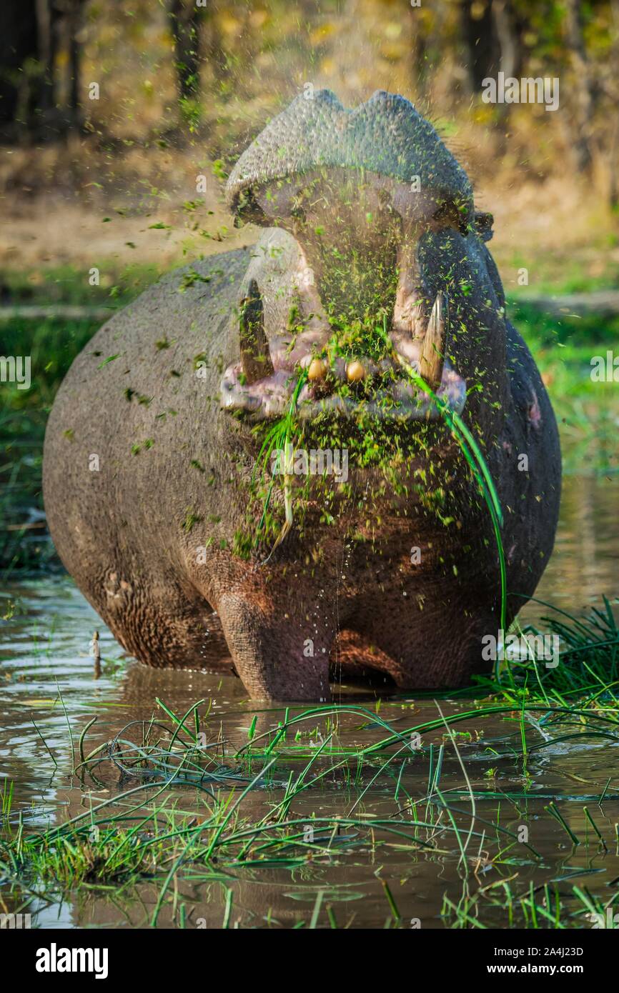 Hippo (Hippopotamus amphibius), grazing in shallow water, open mouth, Moremi Wildlife Reserve, Ngamiland, Botswana Stock Photo