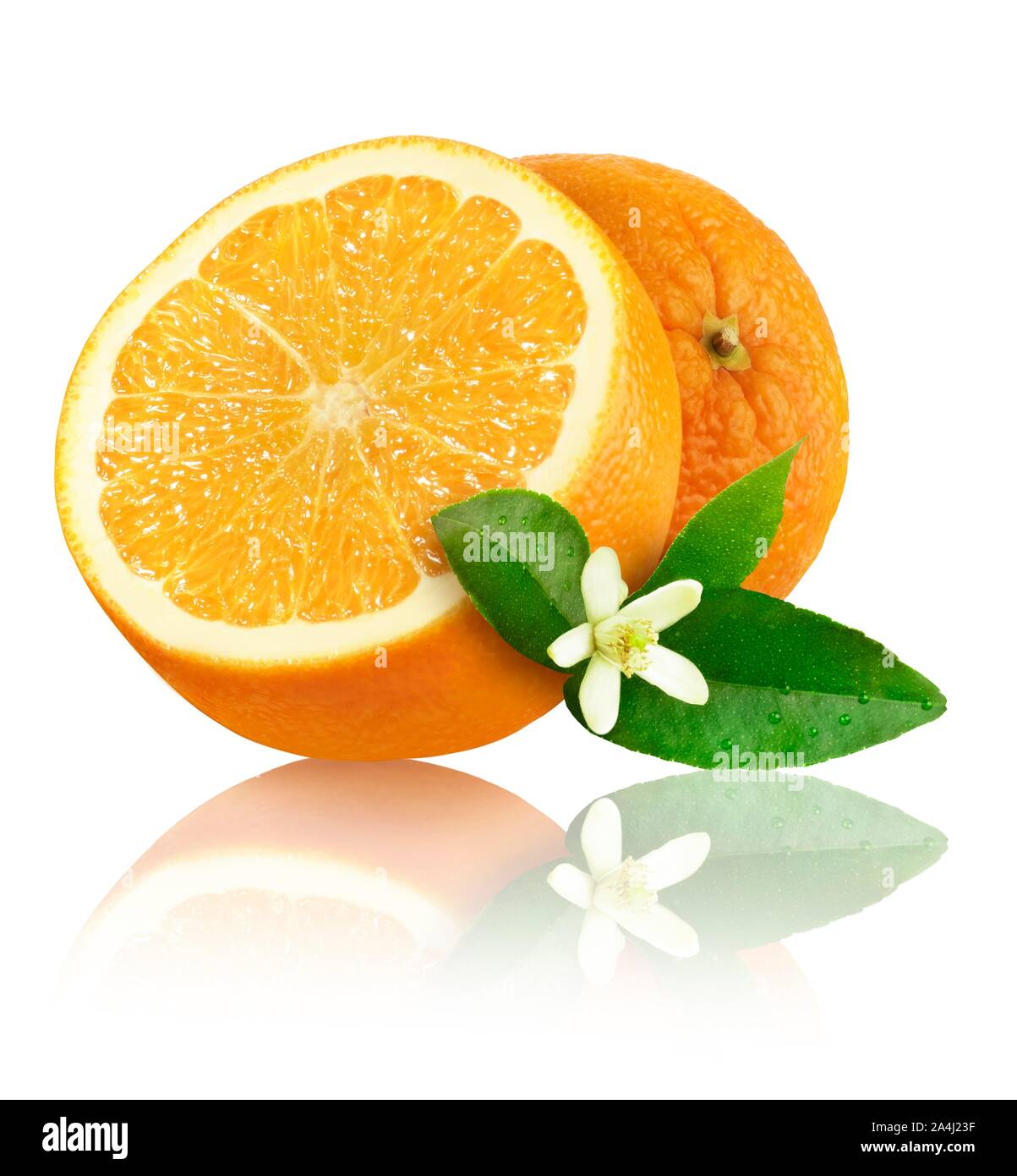 Oranges (Citrus x sinensis), with leaves and blossom, cut and whole fruit, cutout, studio shot, Germany Stock Photo
