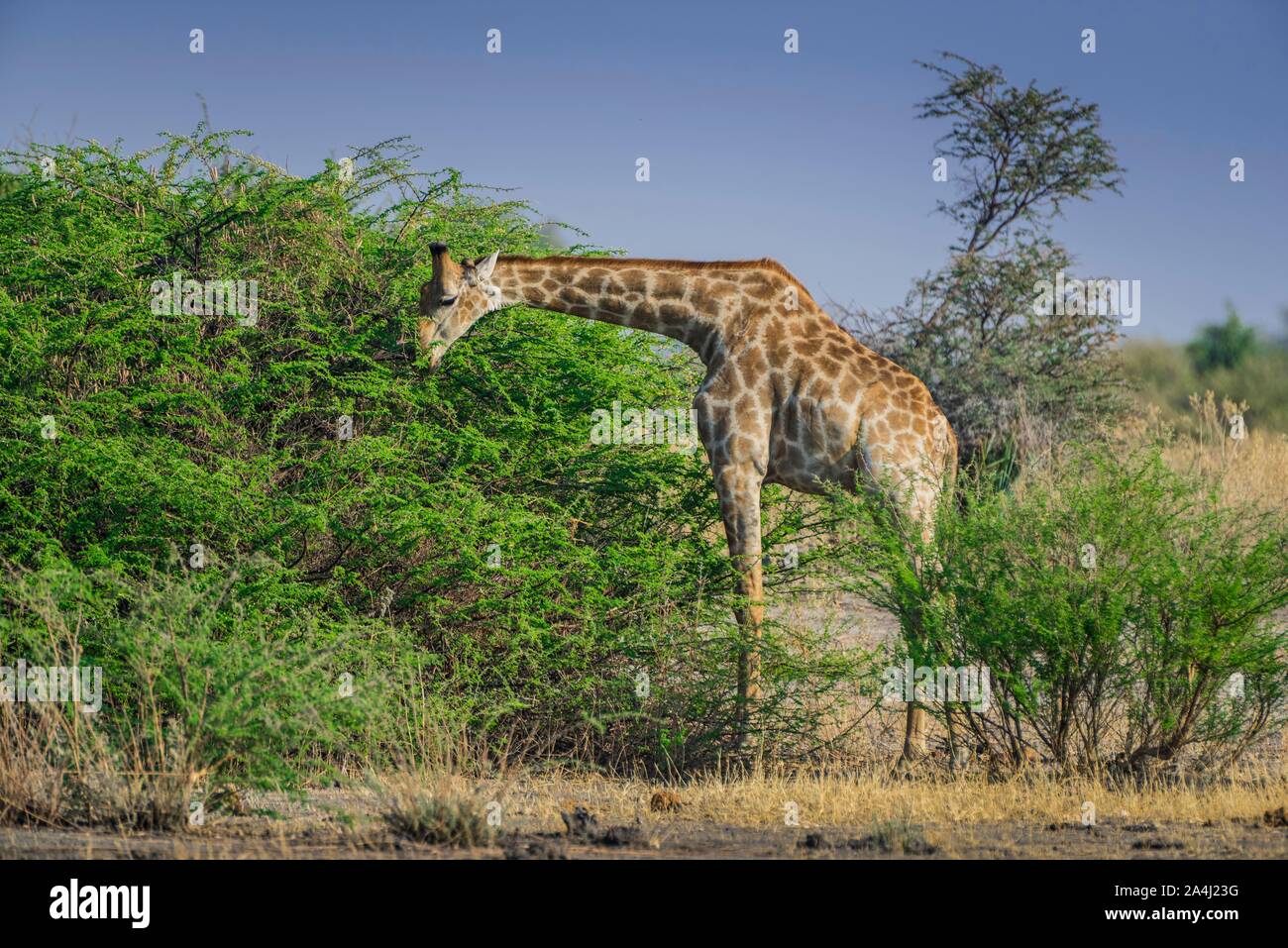 Angolan Giraffe (Giraffa camelopardalis angolensis) eating on a shrub, Moremi Wildlife Reserve, Ngamiland, Botswana Stock Photo