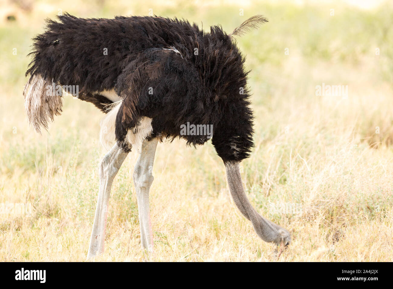Male ostrich with the head deep in the grass, Etosha, Namibia, Africa Stock Photo