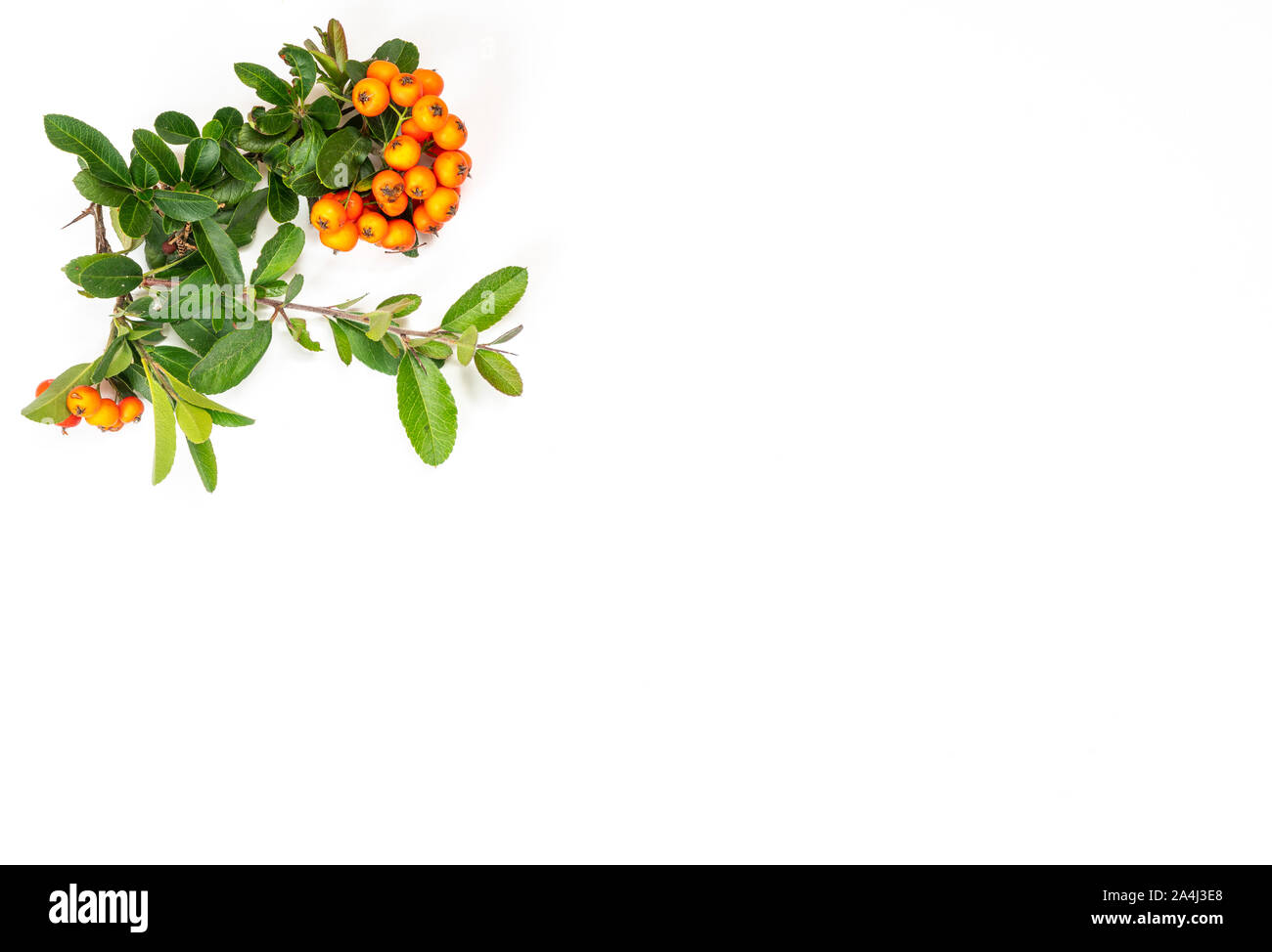 a twig with the orange Pyracantha berries in autumn on a white surface Stock Photo