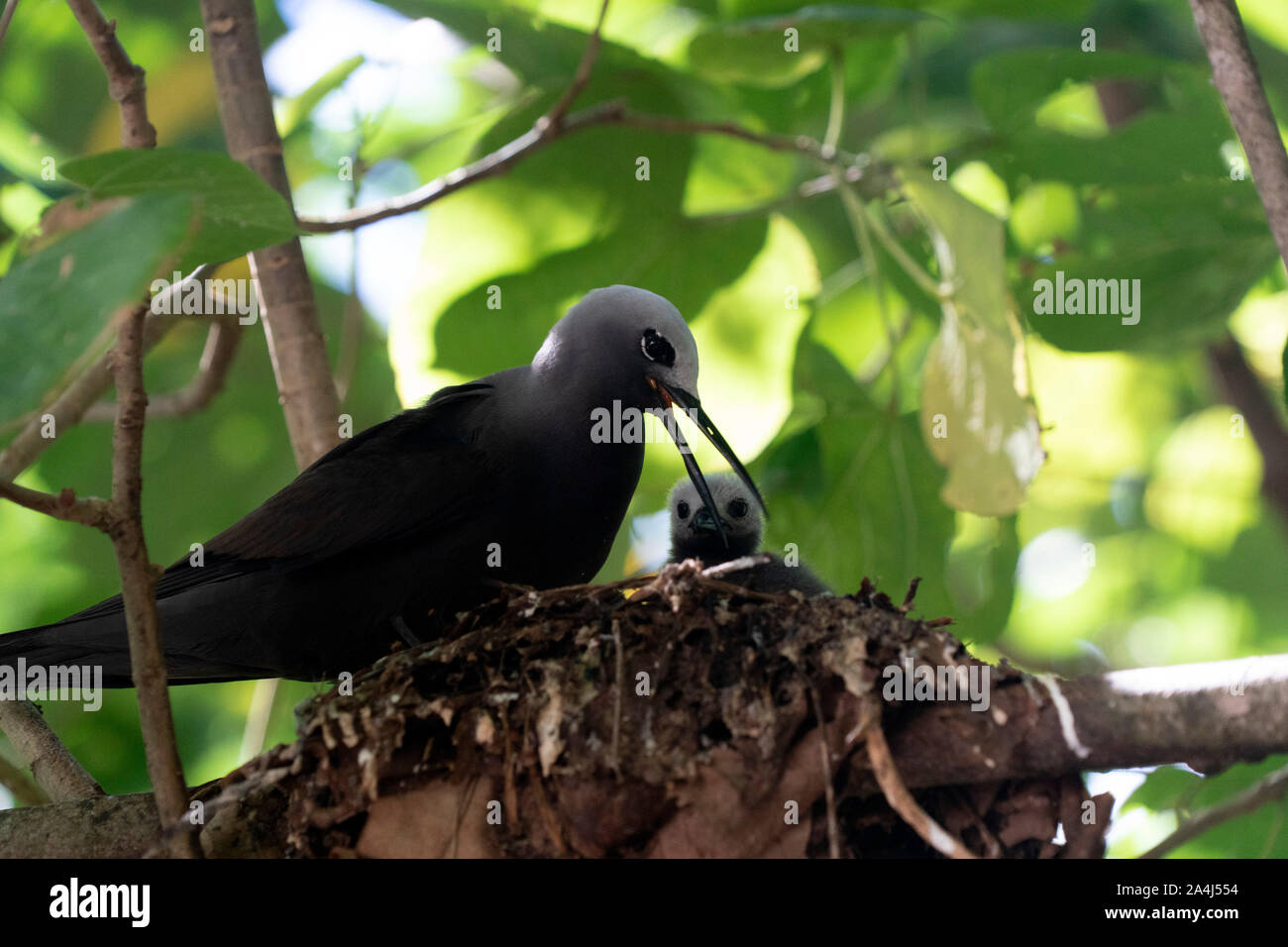 brown noddy bird cousin island seychelles on its nest Stock Photo