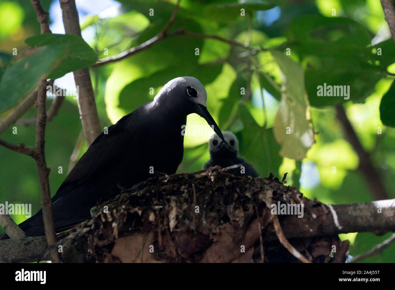 brown noddy bird cousin island seychelles on its nest Stock Photo