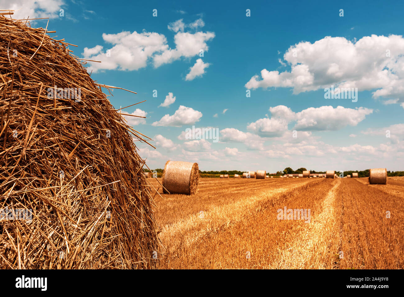 Round wheat hay bales drying in field stubble after harvest on hot ...