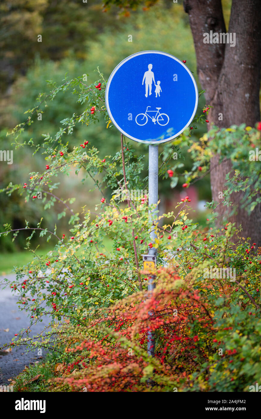 A road sign pedestrian walkway and cykling path bicykle sign. The sign is surrounded with leaves and trees, and there is a rose hip bush next to the s Stock Photo