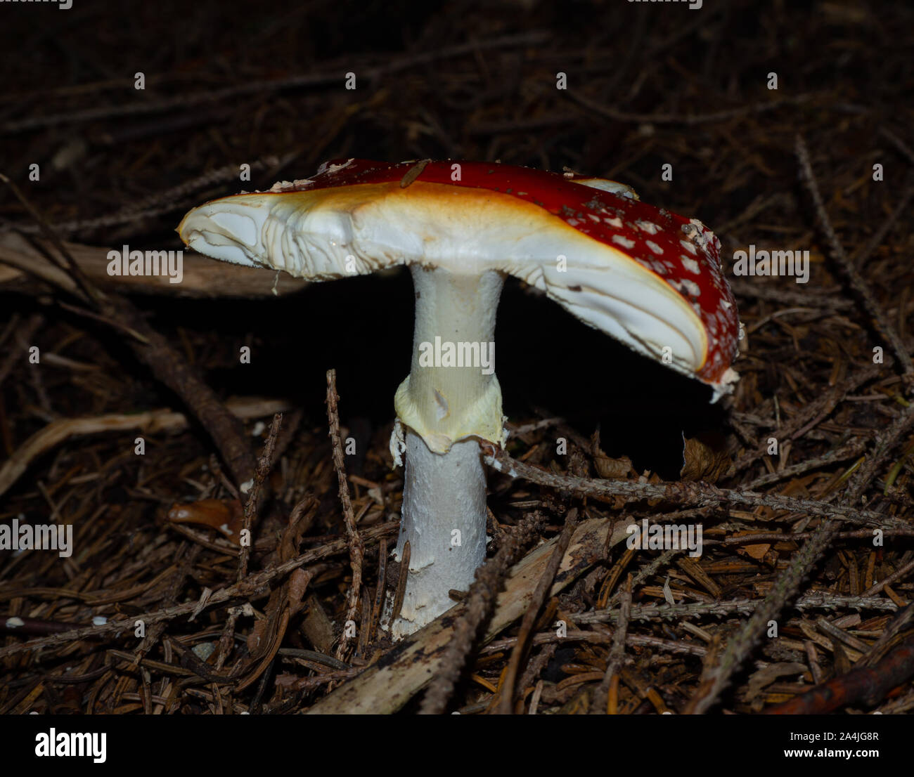 Fly agaric on the forest floor of a coniferous forest Stock Photo