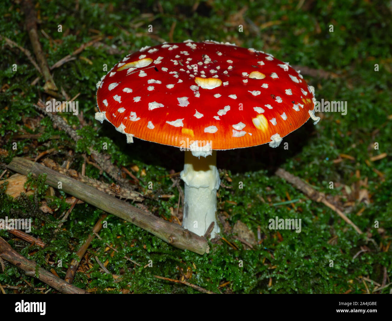 Fly agaric on the forest floor of a coniferous forest Stock Photo