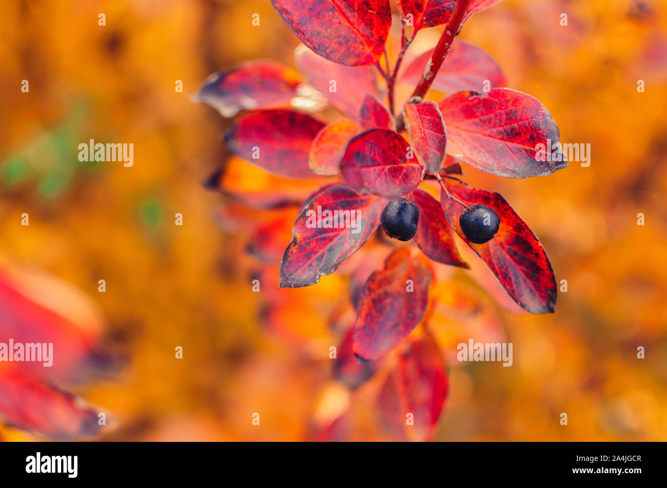 Berry on cotoneaster branch on a fall bokeh background. Autumn colorful leaves of red, yellow, orange. Bearberry bush with autumn leaves close-up Stock Photo