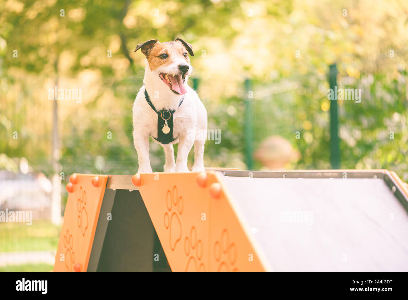 Dog training agility tricks on dog walk equipment Stock Photo Alamy