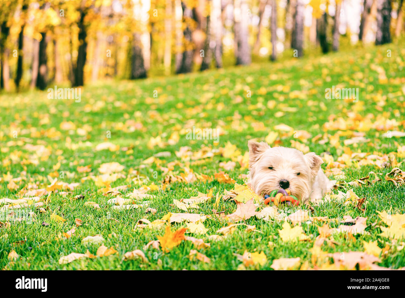 Cute dog playing with colorful toy ball at fall (autumn) lawn Stock Photo