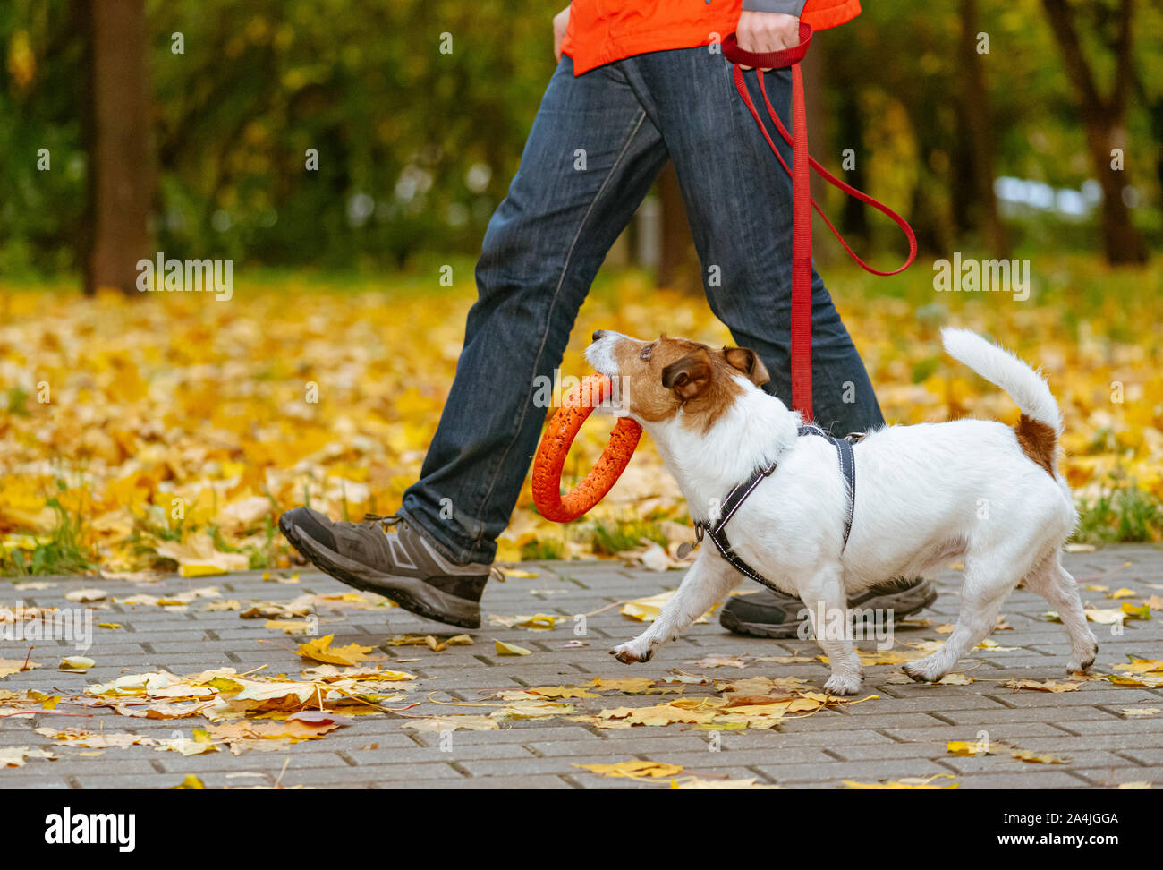 Dog holding toy in mouth hires stock photography and images Alamy