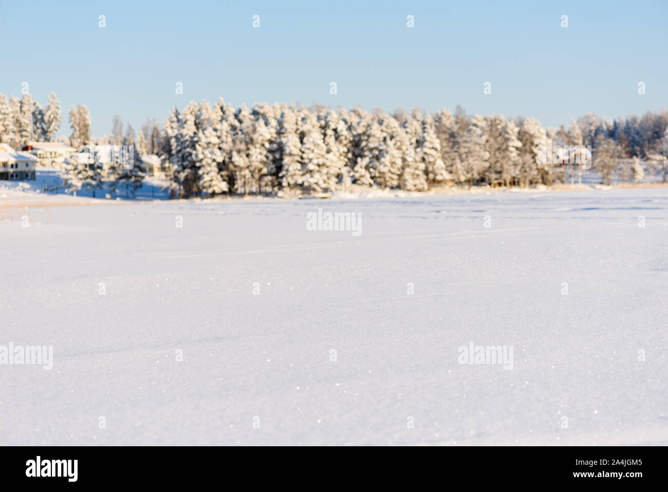 Winter backdrop with snow field foreground and  snow-capped forest at background Stock Photo