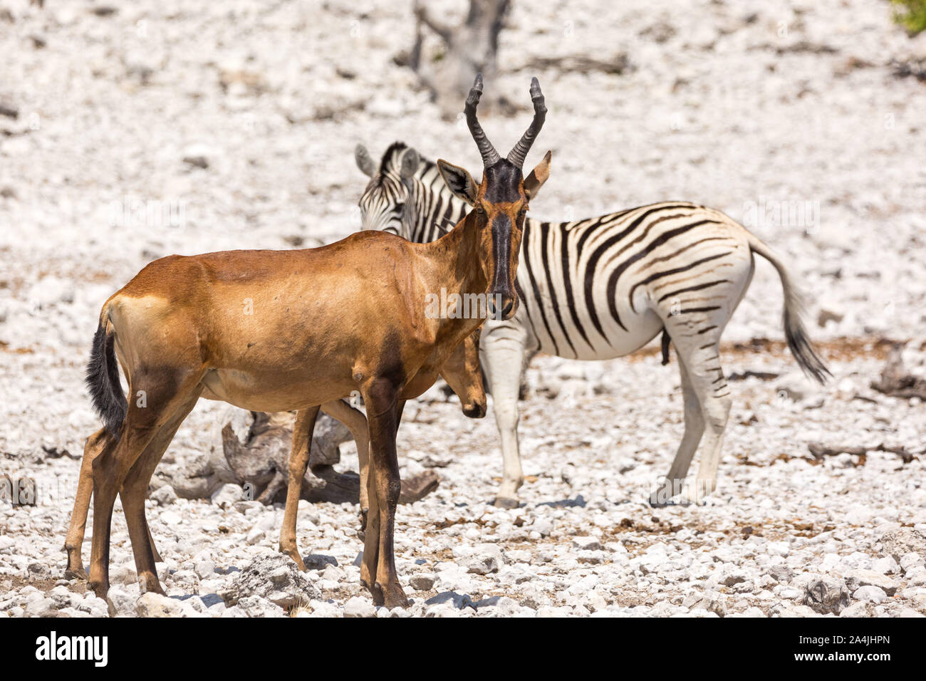 Red hartebeest (Alcelaphus caama) with its funny long face, Etosha, Namibia, Africa Stock Photo