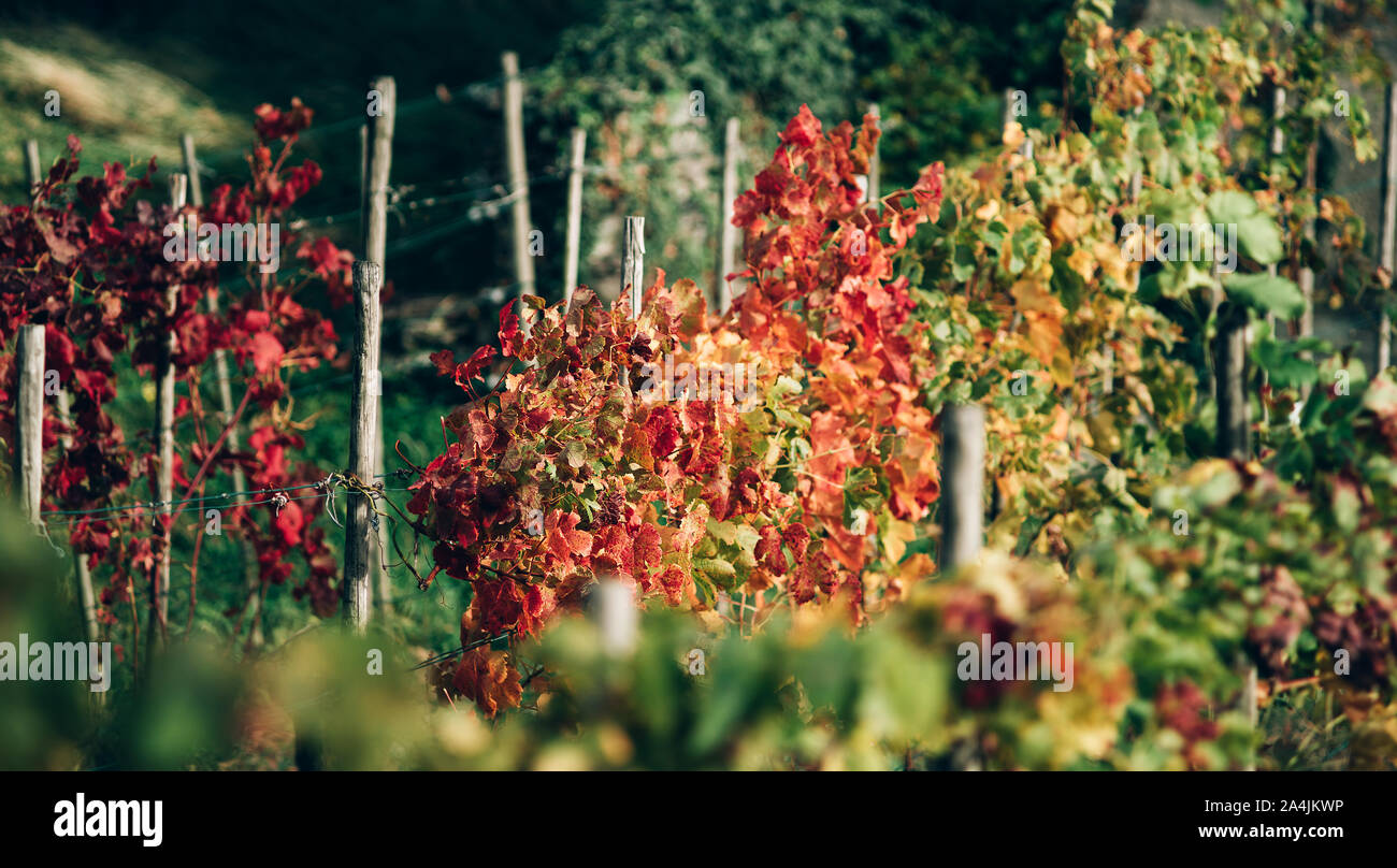Yellow, red, green autumn grape plantations. Beautiful autumn landscape. Stock Photo
