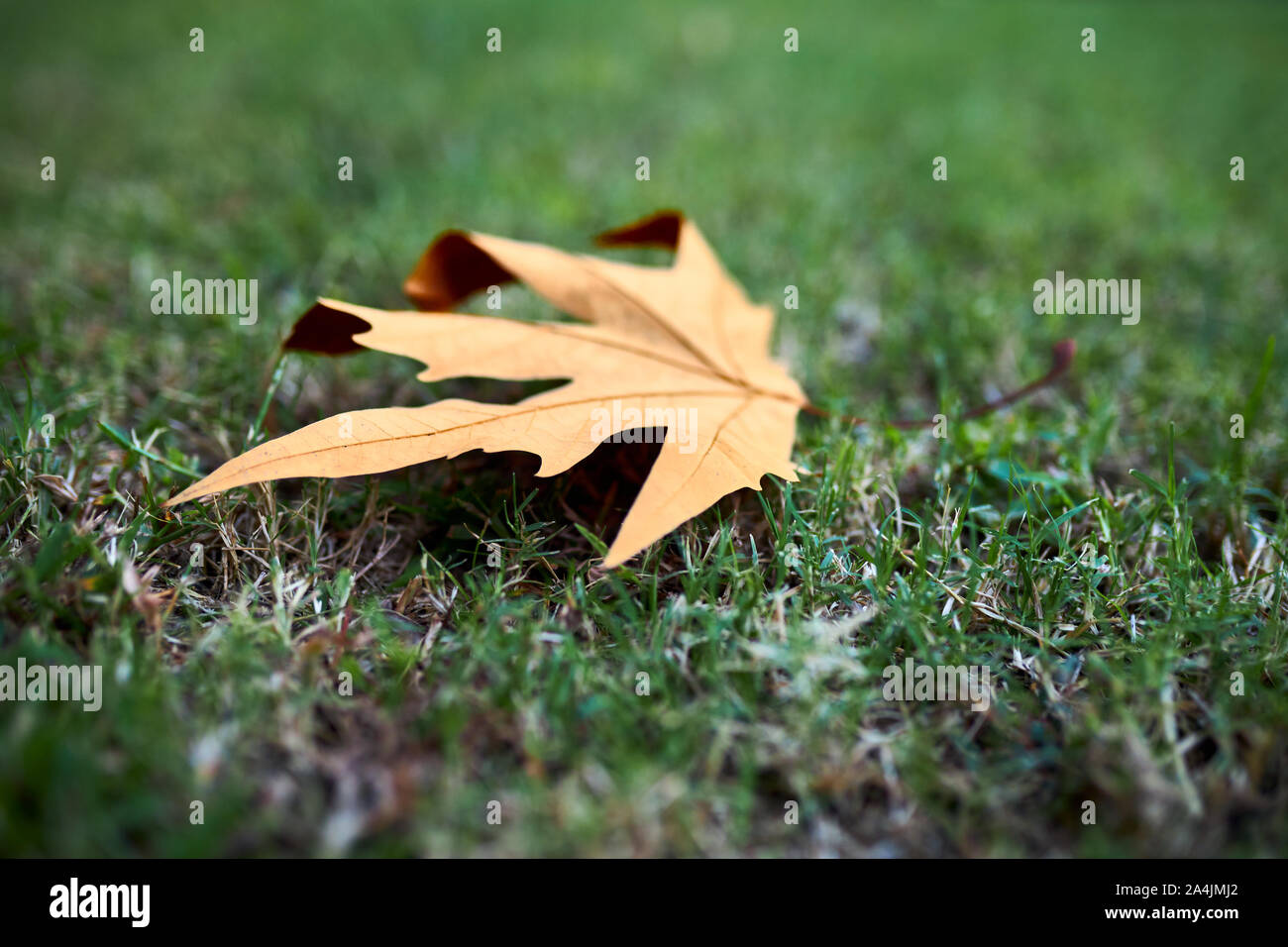 Dry autumn leaf lies on green grass as the first sign of approaching autumn. Stock Photo