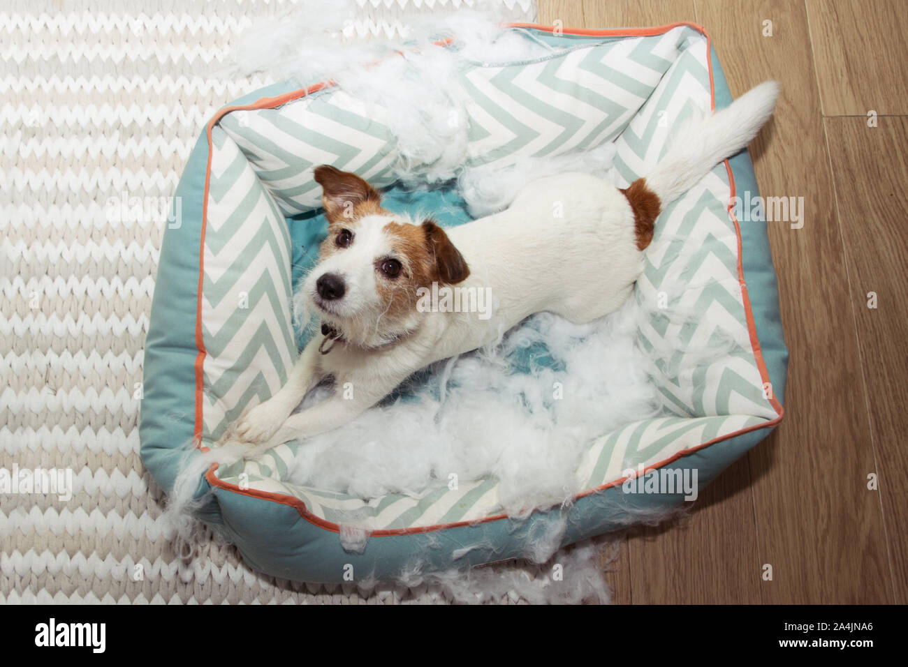 dog destroys bed