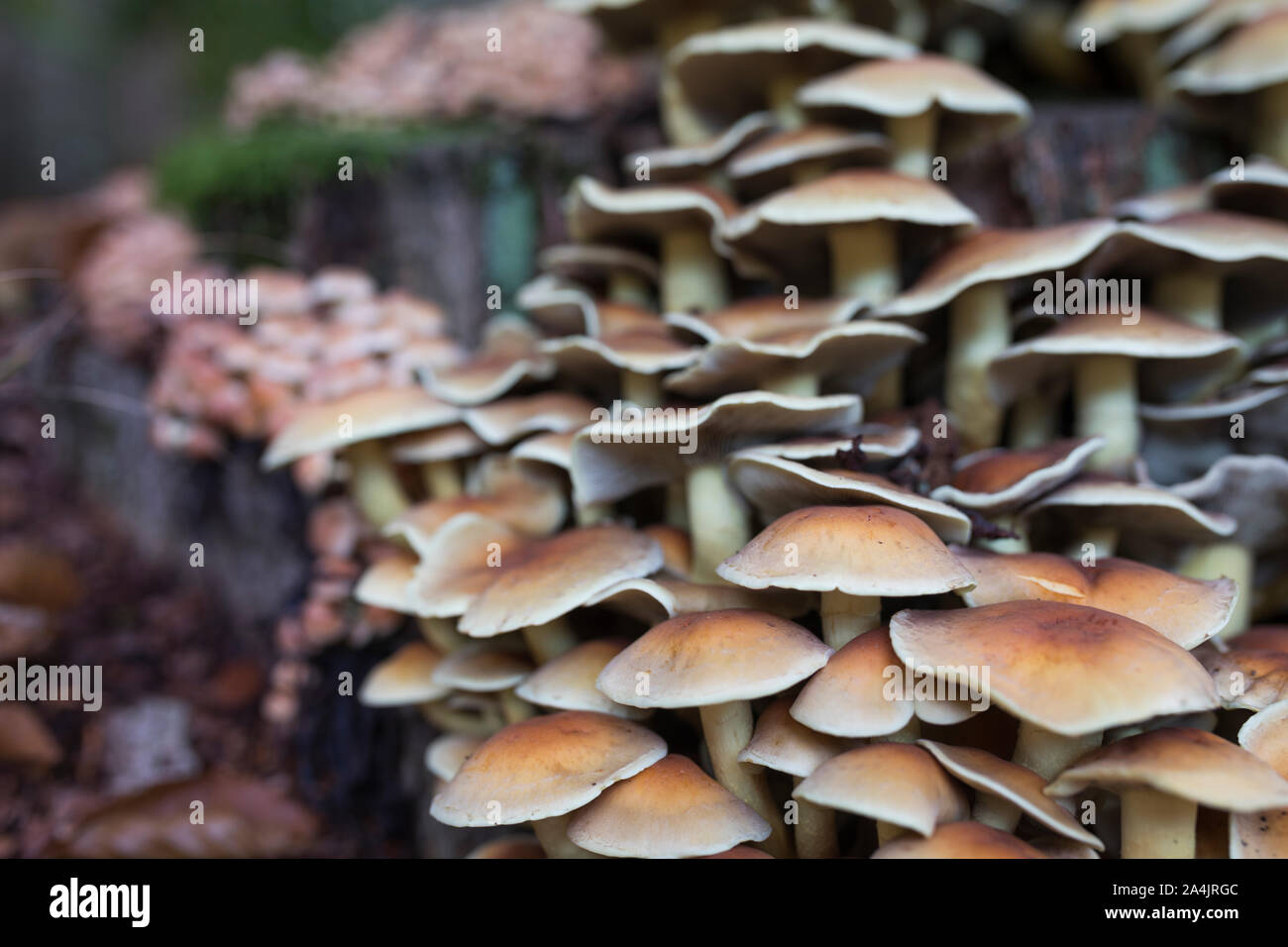 Poisonous sulphur tuft mushrooms growing on a rotting tree stump in the Netherlands Stock Photo