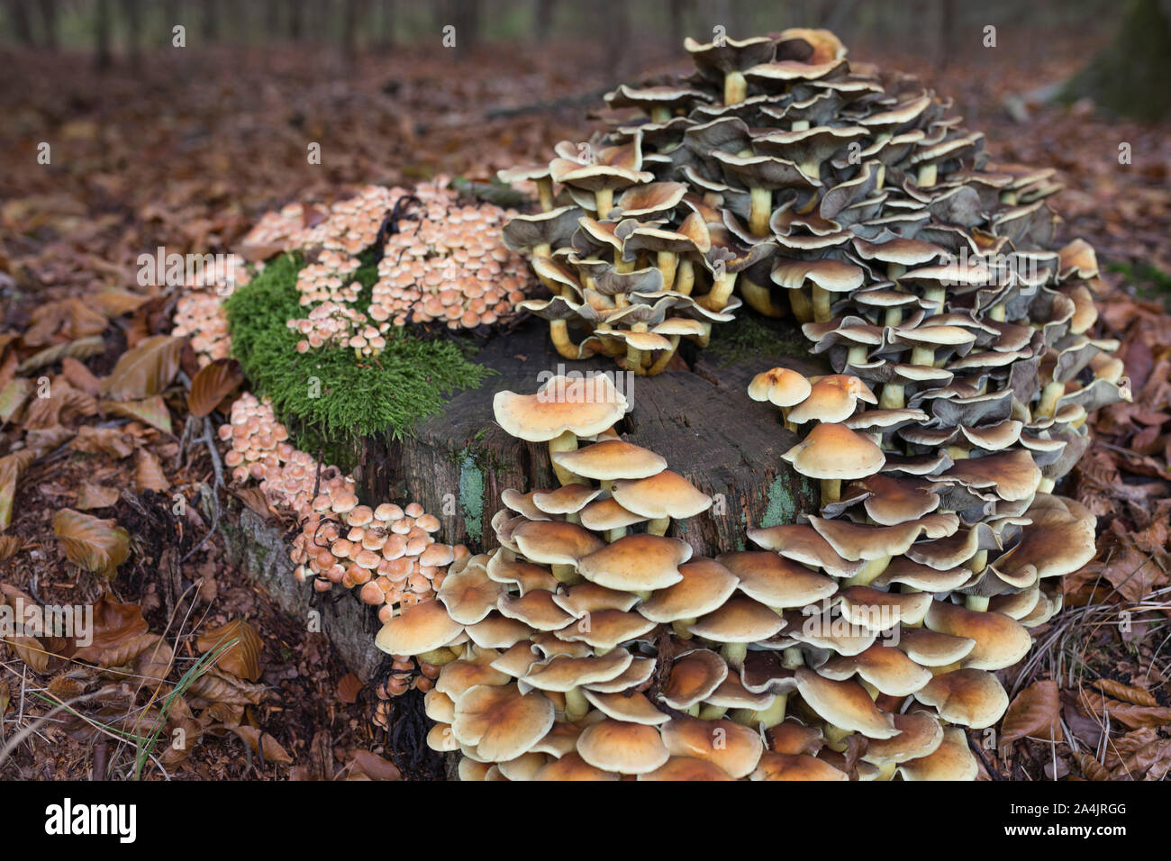 Poisonous sulfur tuft mushrooms growing on a rotting tree stump in the Netherlands Stock Photo