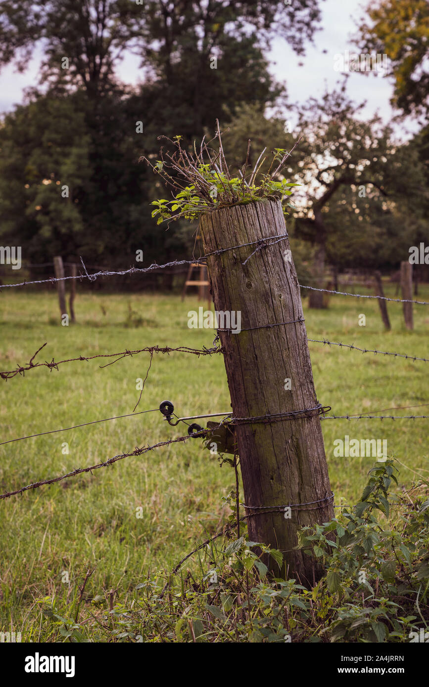 old fence with barbed wire Stock Photo - Alamy