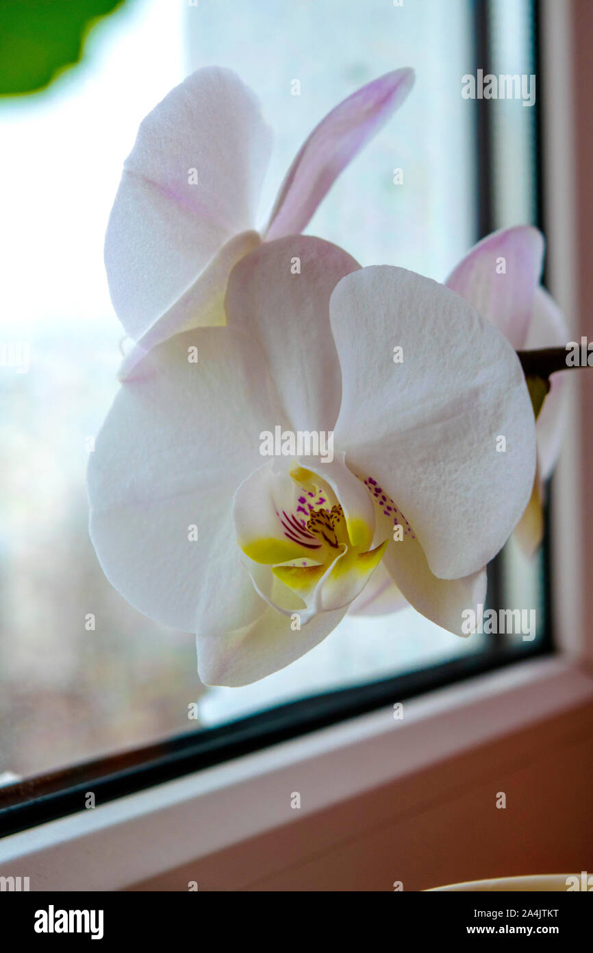 Orchid are blooming on the window Stock Photo