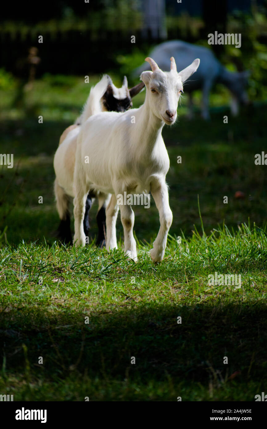 White goat on an autumn meadow. Kid goat grazing on a pasture with green grass and wildflowers. Stock Photo