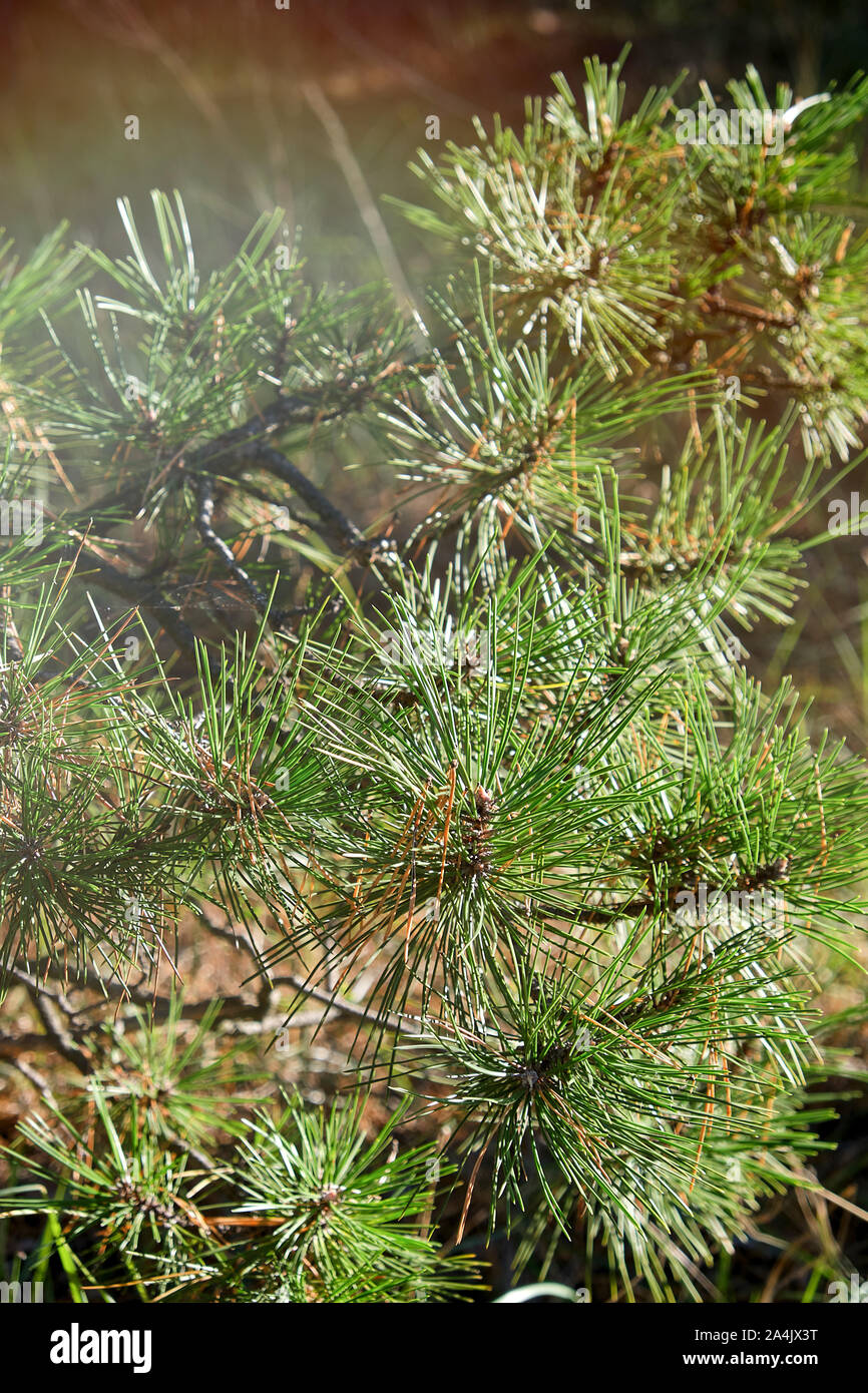 green pine branch on an autumn day, close up Stock Photo - Alamy