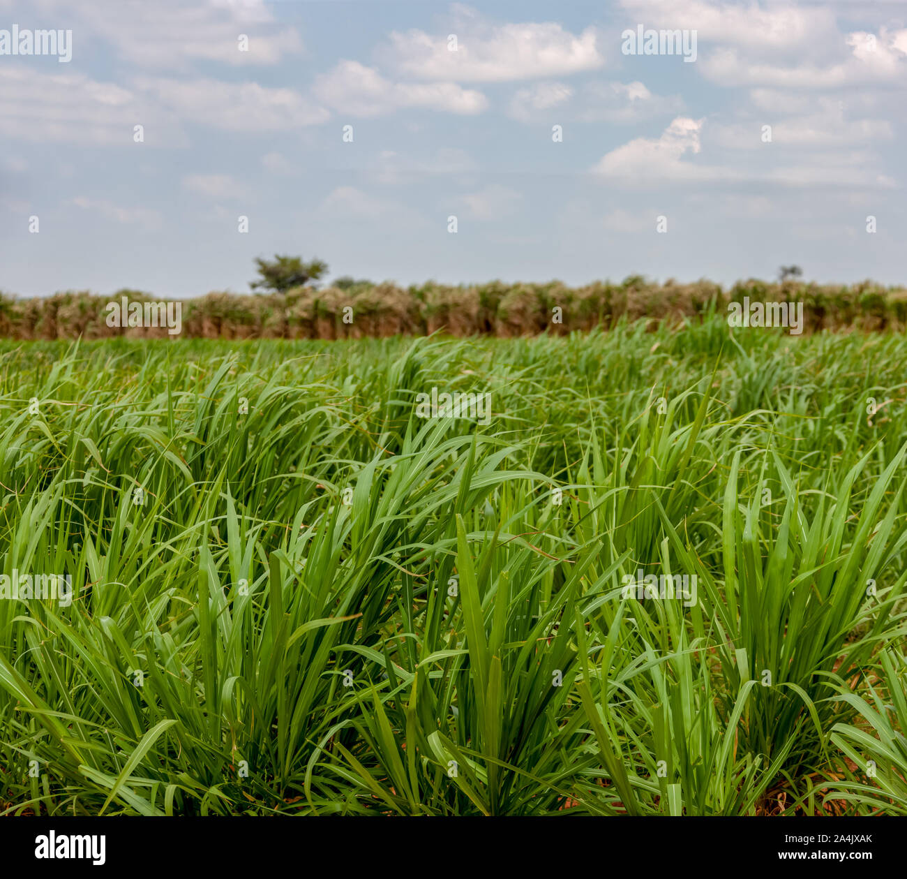 Production of plants to feed cattle in agriculture Stock Photo Alamy