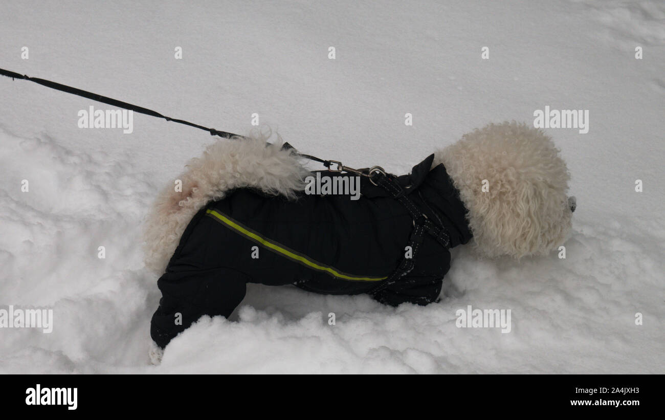 Winter coats for store bichon frise
