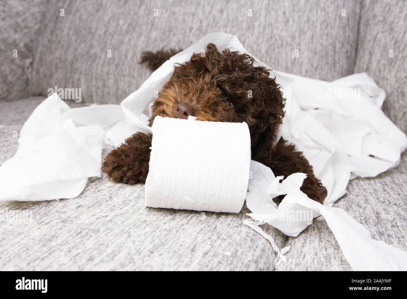 puppy dog mischief. poodle chewing, biting and unrolling toilet paper. Disobey and education concept. Stock Photo