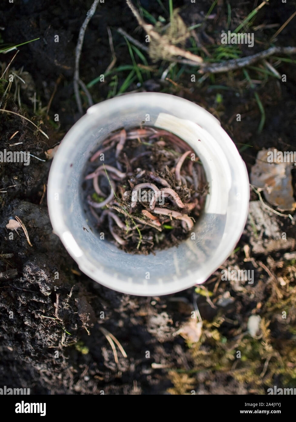 Box of worms Stock Photo Alamy