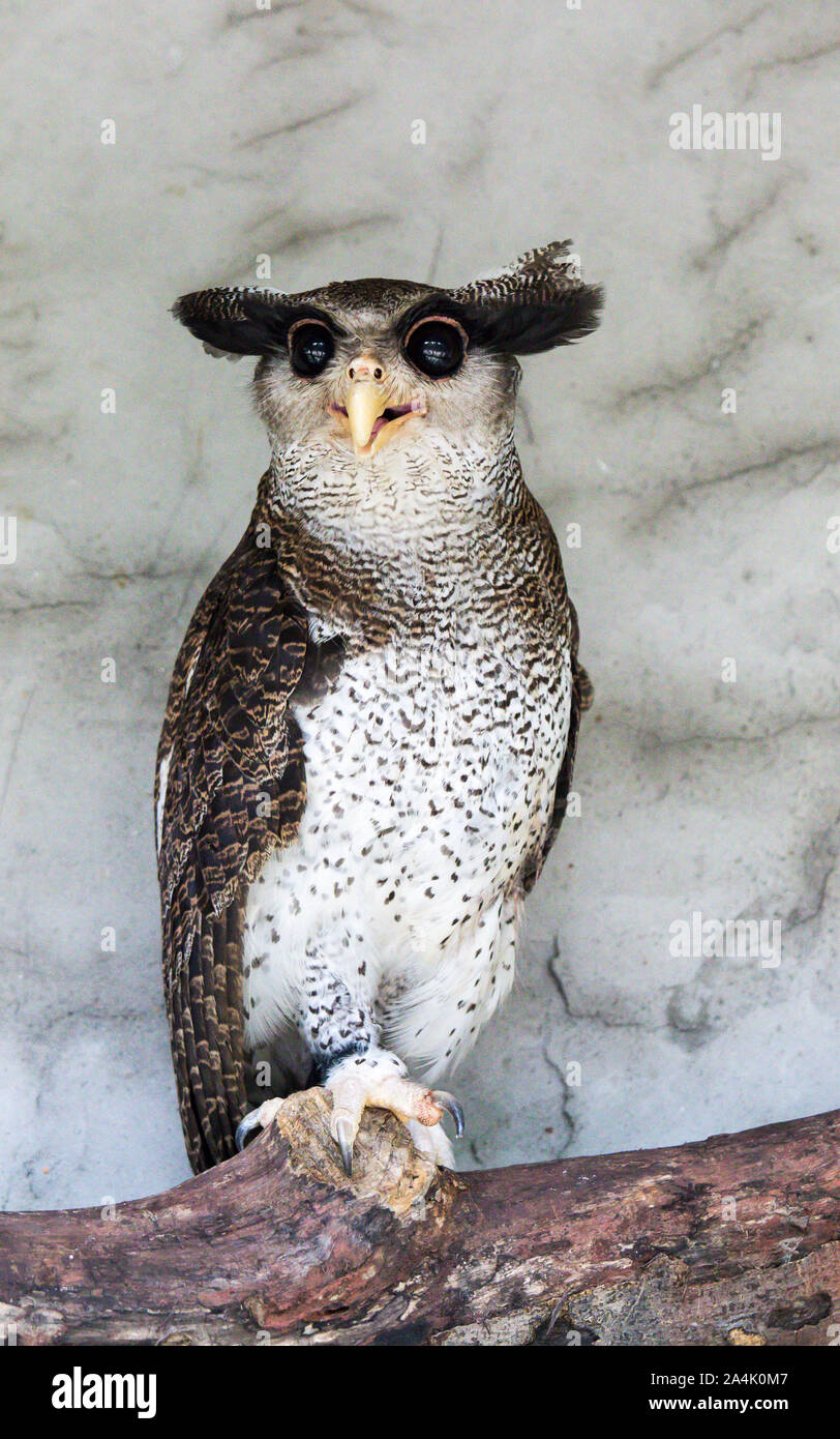 Portrait of angry frightened barred eagle-owl, also called the Malay eagle-owl, awaked and disturbed by strange sound and gazing enormous brown eyes Stock Photo