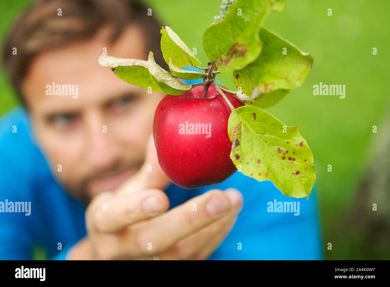 Paradise apple trees hires stock photography and images Alamy