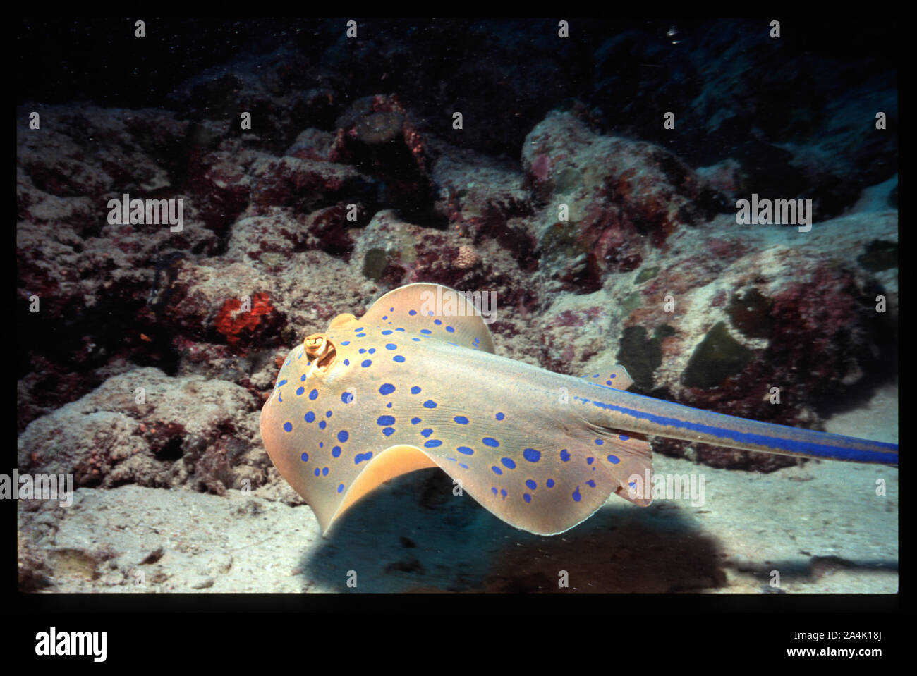 Blue spotted stingray toxic / posion pike on the tail Stock Photo Alamy
