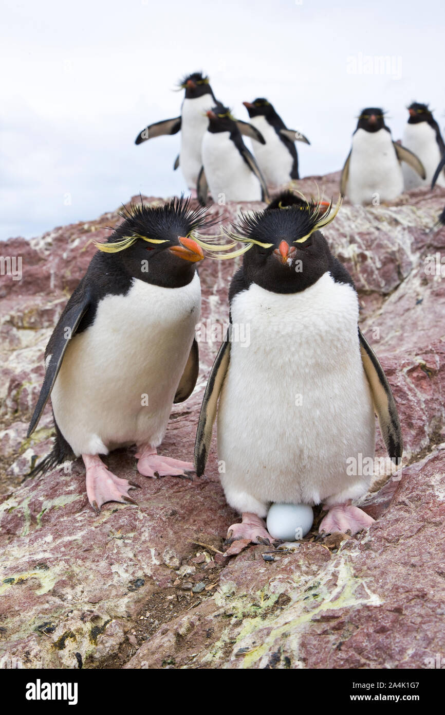 Pingüino de Penacho Amarillo (Eudyptes chrysocome), Isla Pingüino, Puerto  Deseado, Patagonia, Argentina Stock Photo - Alamy