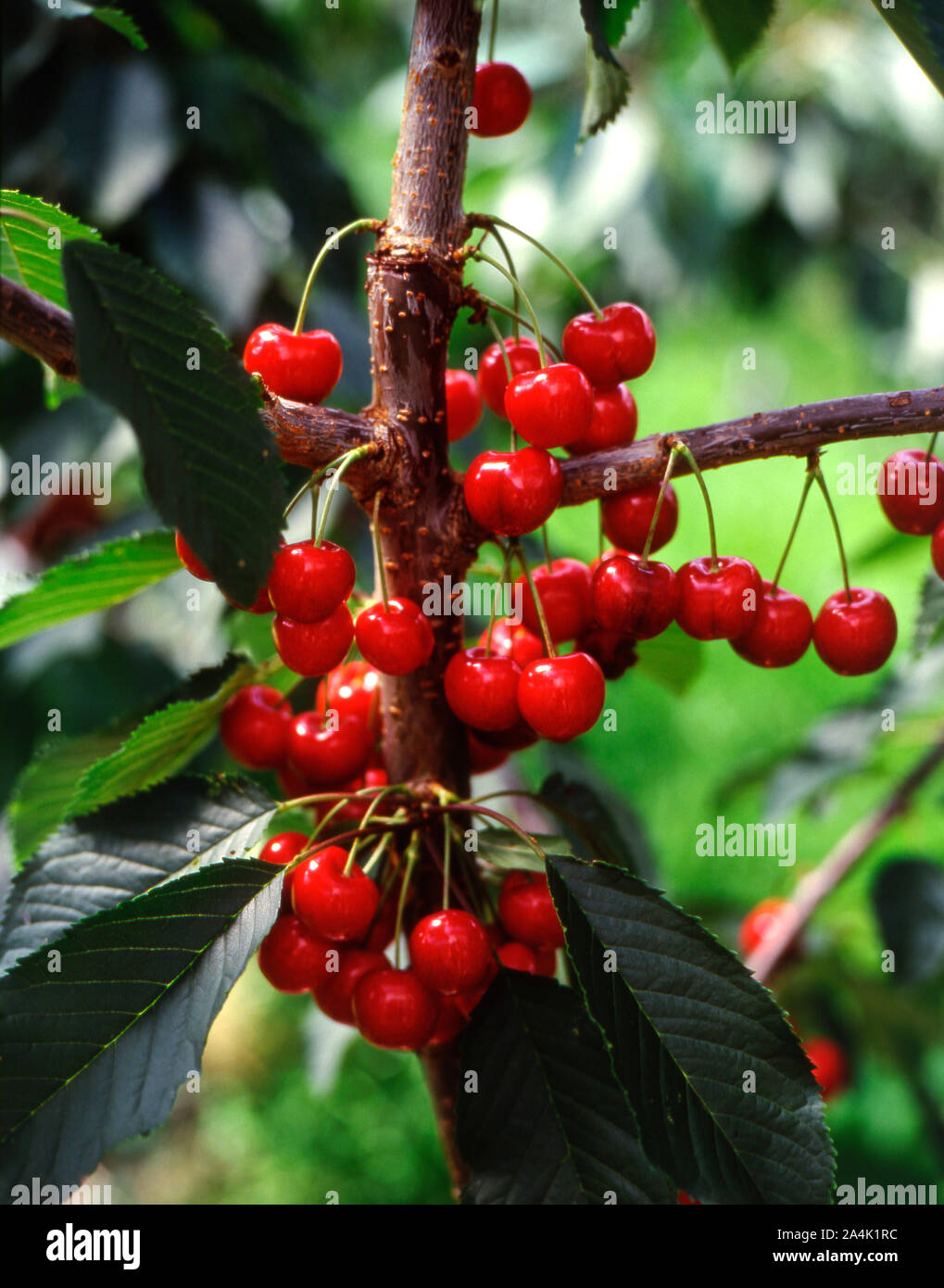Cherry trees fruits hi-res stock photography and images - Alamy
