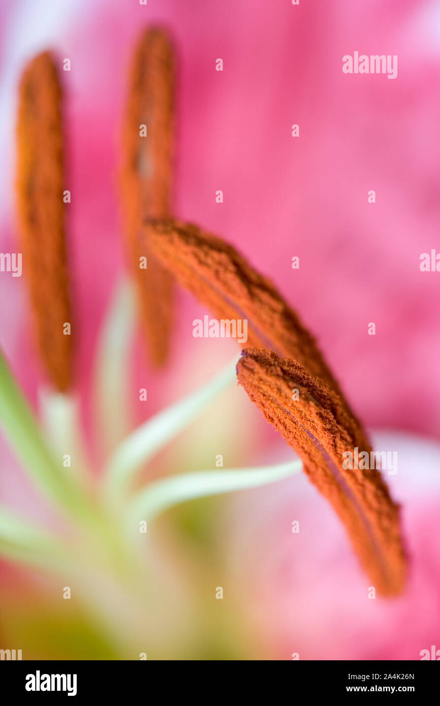 Pollen form hi-res stock photography and images - Alamy